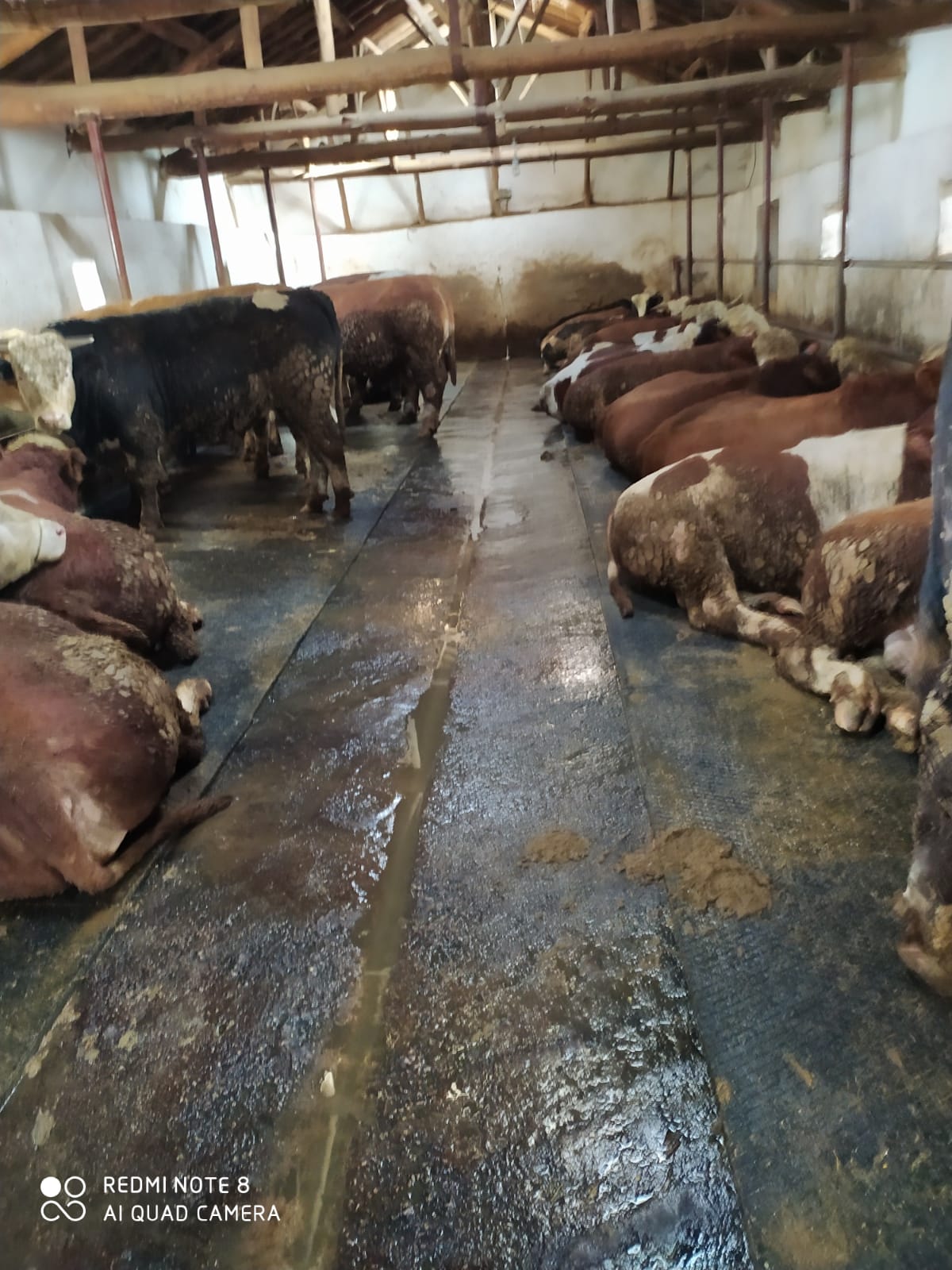 Asaf Tarım ve Hayvancılık